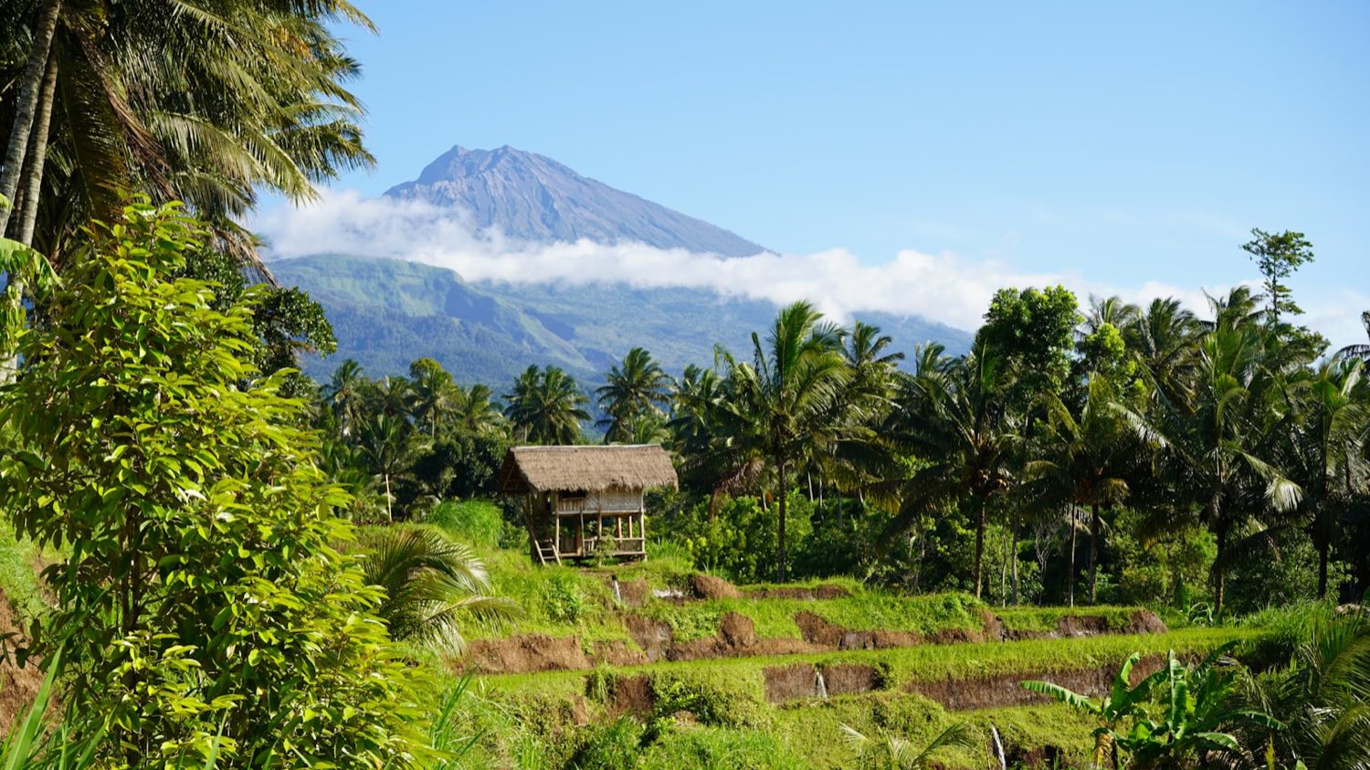 Terraced green rice paddies climbing the hillside at Tetebatu with Mount Rinjani behind